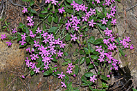 Saponaria ocymoides Saponaria ocymoides